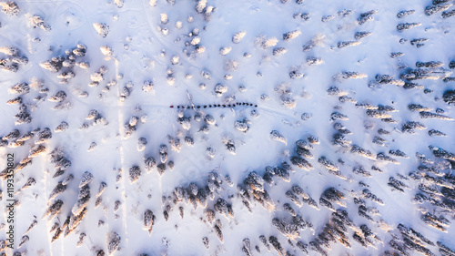 Bird’s eye aerial view, group of travelers walk together on snowy path in white coniferous forest trees covered by snow, tourists discover lands on expedition in Lapland. Trekking in Riisitunturi park