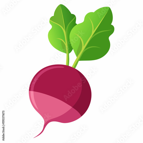 radish isolated on white background