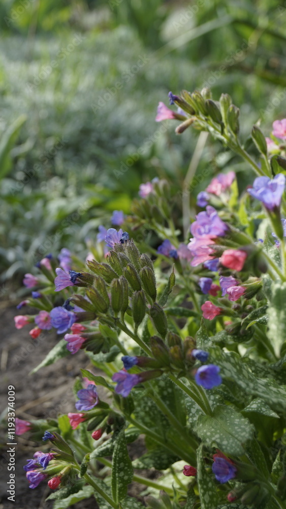 Obraz premium Pulmonaria officinalis, lungwort, medicinal plant lungwort