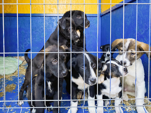 dogs puppies behind bars at the animal shelter. sad eyes of dogs photo