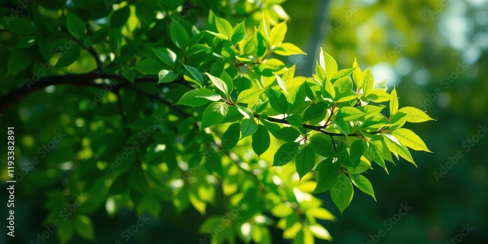 Lush Green Foliage Basking in Sunlight A Vibrant Display of Springtime Nature Lush Green Foliage Basking in Sunlight A Vibrant Display of Springtime Nature