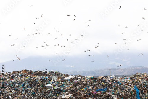 A large flock of birds flies over a city dump
