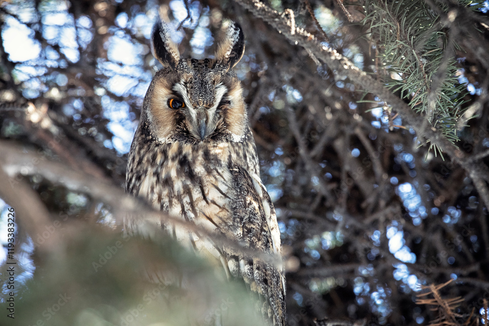 Obraz premium Adult Long-eared owl perched on a fir tree branch