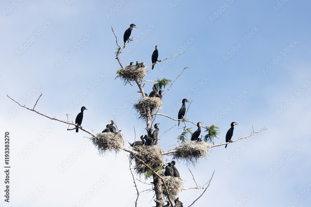 Many great cormorant nests in the trees Many great cormorant nests in the trees