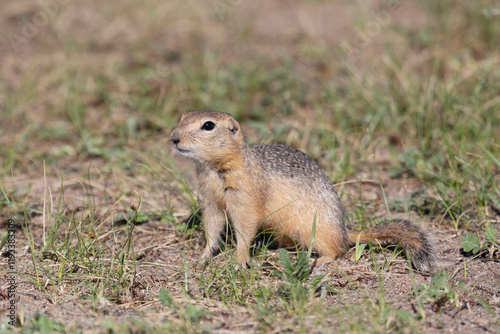 Gopher stands in the grass on a summer day