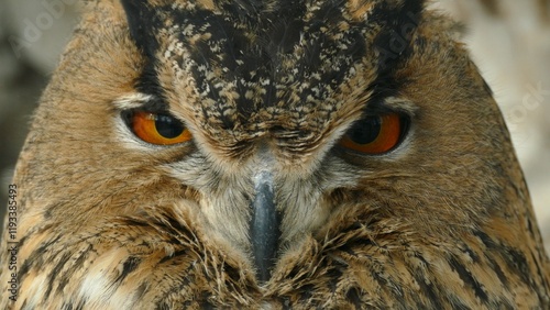 head of a beautiful owl with an attentive look close-up photo