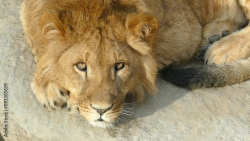 Canvas Print handsome lion looks with an attentive gaze