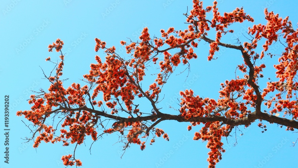 Palash Flower or Flame of the Forest in Full Bloom