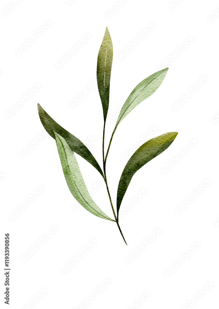 Green olive leaves, watercolor illustration Green olive leaves, watercolor illustration