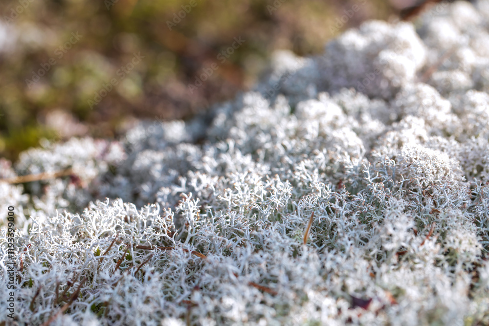 Beautiful natural background of green and gray moss and lichen. Beautiful natural background of green and gray moss and lichen.