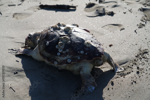 Dead turtle on the beach of Marina Romea photo