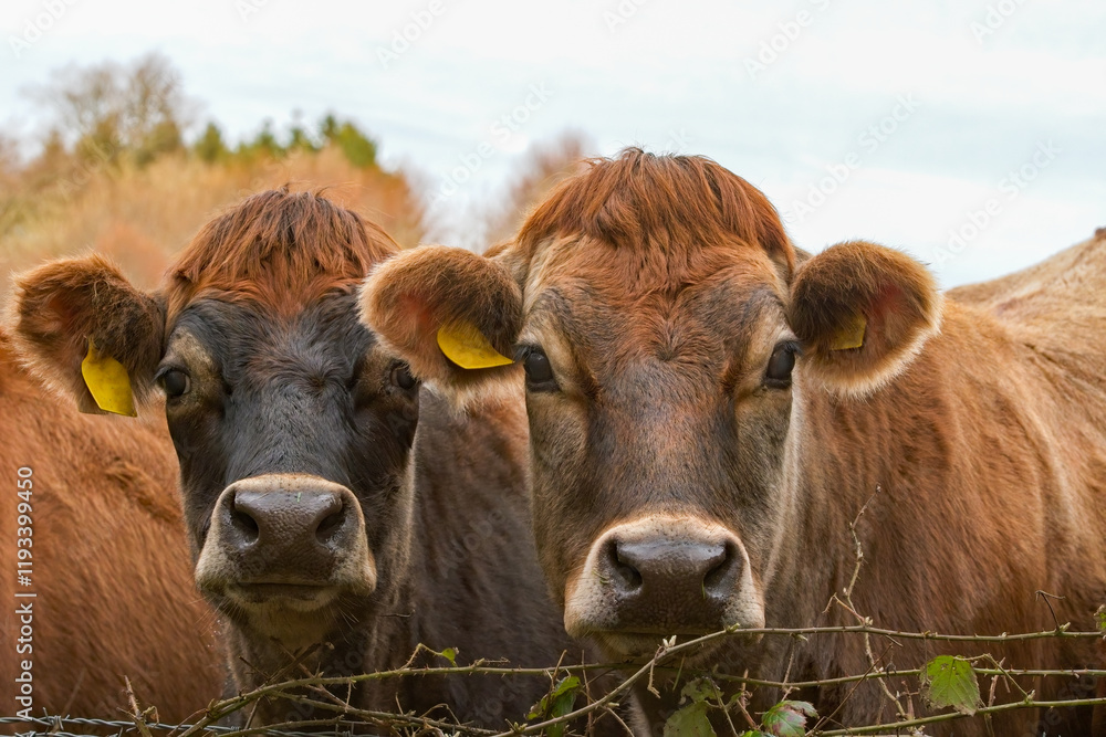 Cows and cattle. Brown Jersey cows look towards camera. Jersey cows and calves. Farming and agriculture image. Livestock and beef. Cows and cattle. Brown Jersey cows look towards camera. Jersey cows and calves. Farming and agriculture image. Livestock and beef.