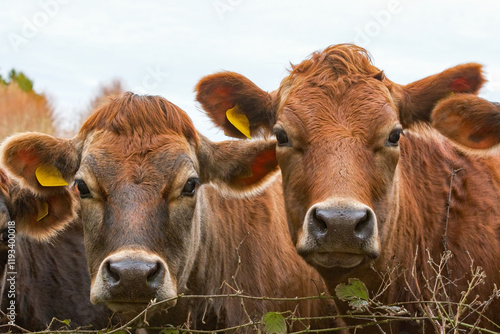 Cows. Brown Jersey cows look towards camera. Jersey cows and calves. Farming and agriculture image. Livestock and beef. 