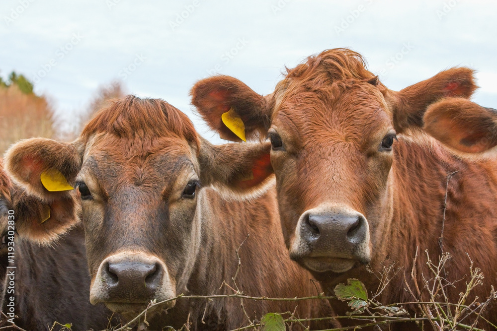 Cows. A brown Jersey cow look towards camera. Jersey cows and calves. Farming and agriculture image. Livestock and beef. Cows. A brown Jersey cow look towards camera. Jersey cows and calves. Farming and agriculture image. Livestock and beef.