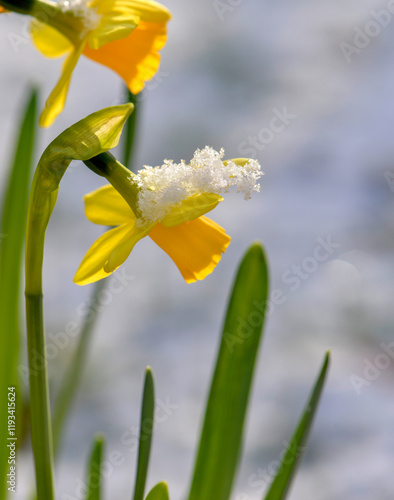 closeup on beautiful yellow narcissus coverd with snow blooming in a garden