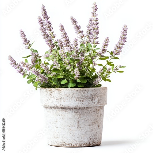 A vibrant pot of lavender flowers set against a clean white background, showcasing the beauty and tranquility of nature in a simple, elegant manner.