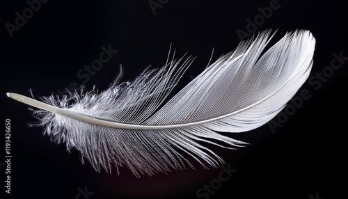 white feather on black background