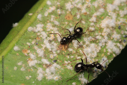 crematogaster scutellaris ant macro photo	 photo