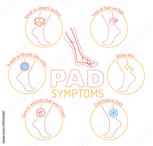 Vascular health. PAD early detection. Blood vessels disease