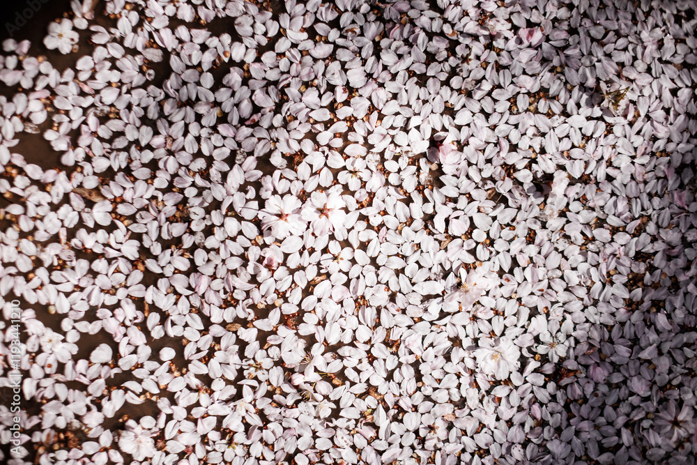 Fallen cherry blossoms creating spring carpet in petrin gardens, prague in March Fallen cherry blossoms creating spring carpet in petrin gardens, prague in March