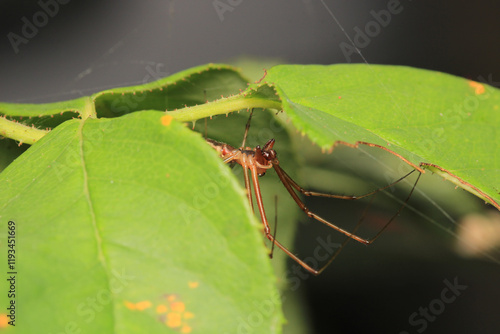 Wallpaper Mural agelena labyrinthica spider macro photo	 Torontodigital.ca