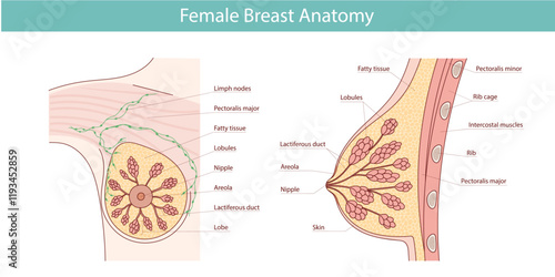 Vector illustration, Anatomy of the female breast with the names of its component parts, isolated on a white background.
