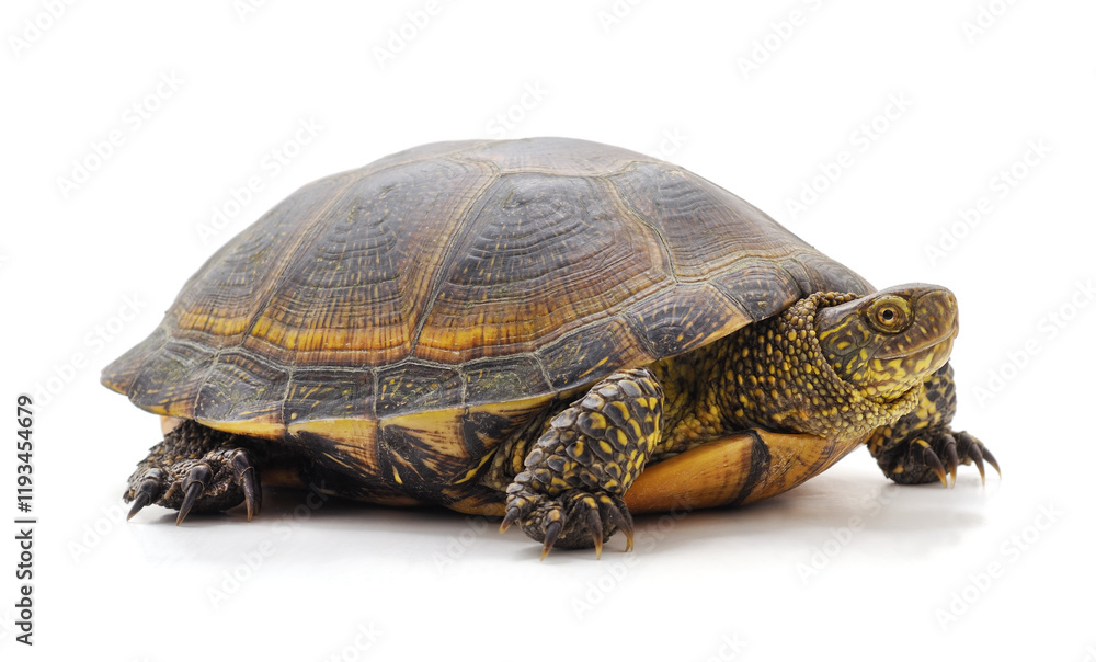 One big turtle. One big turtle.