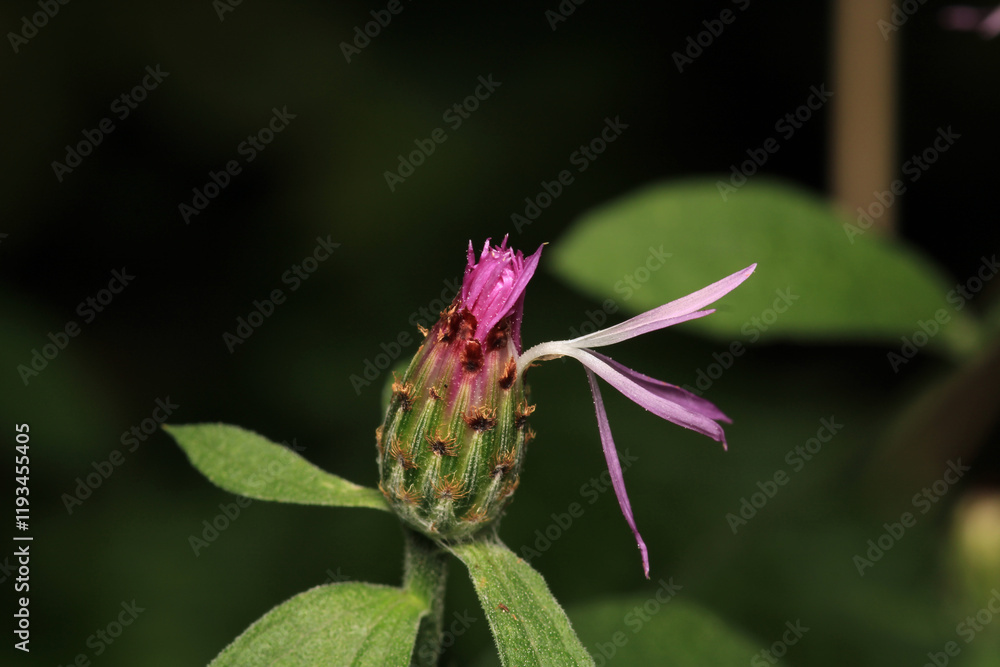 natural centaurea nigrescens flower photo natural centaurea nigrescens flower photo