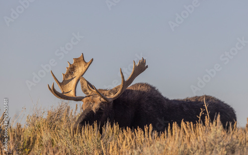 Bull Moose During the Rut in Autumn in Wyoming photo