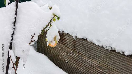 Rosenstrauch im Schnee photo