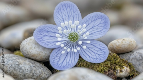 A close-up of a tiny flower blooming on moss-covered rocks, showcasing its vivid colors and the minute details of its petals and stamens.