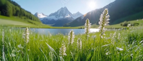 Alpine lake, wildflowers, mountain view, sunny day, nature scene photo