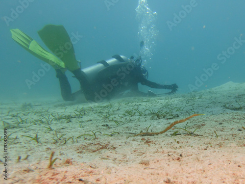 A pipefish found on a muck dive with a scuba diver in the background. Picture from Puerto Galera, Philippines