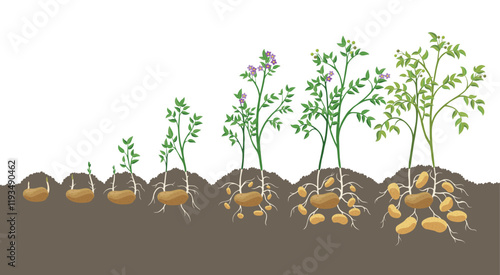 Potatoes plant growing process from seed to ripe vegetables on plants isolated on white background. Potato growth stages, planting process, plant life cycle infographic elements in flat design