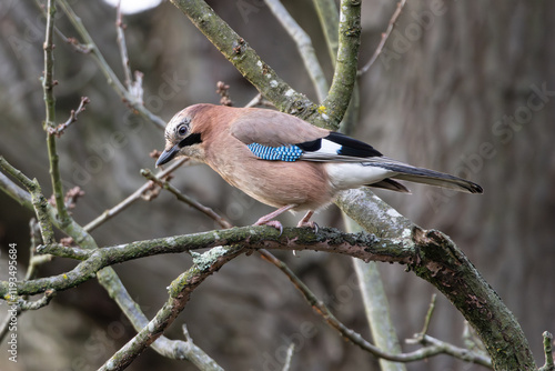 Εκτύπωση καμβά Eurasian jay sitting in tree during winter