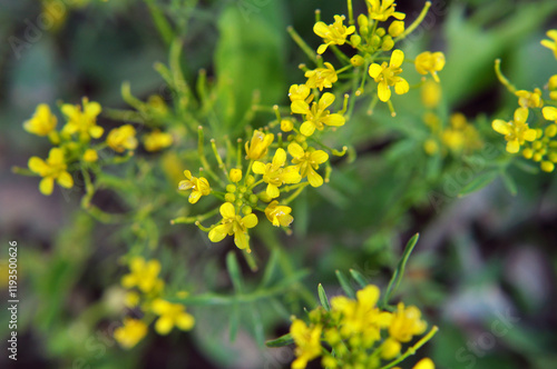 Water horseradish forest (Rorippa sylvestris) grows in nature photo