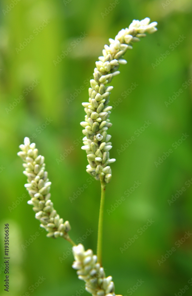 Weeds of Persicaria lapathifolia grow in the field Weeds of Persicaria lapathifolia grow in the field