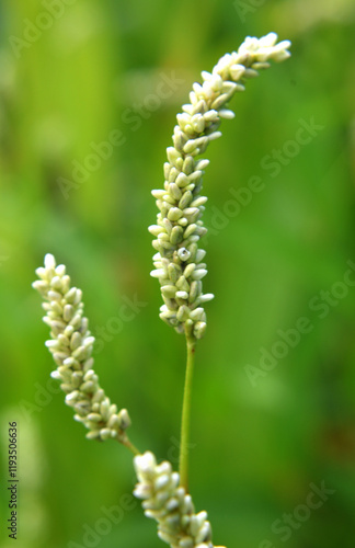 Weeds of Persicaria lapathifolia grow in the field photo