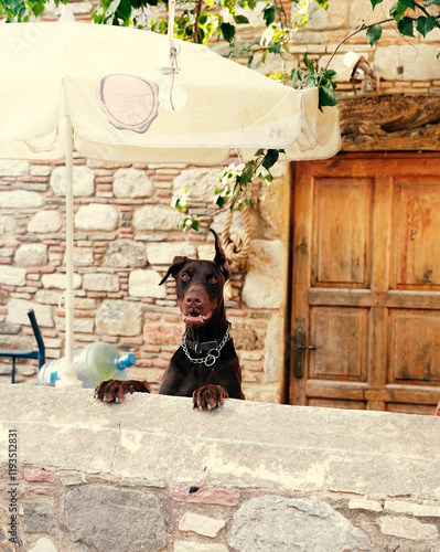 dog on the porch photo