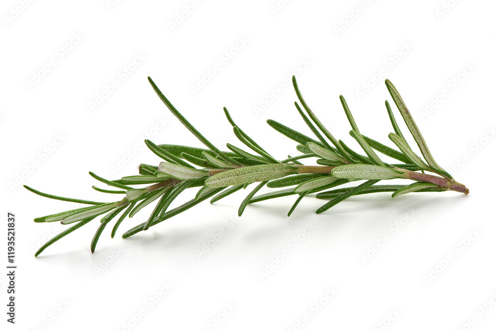 Fototapeta premium Rosemary branch, close-up, isolated on white background.