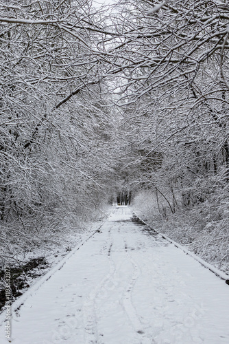 Winter landscape with trees covered in snow	 photo