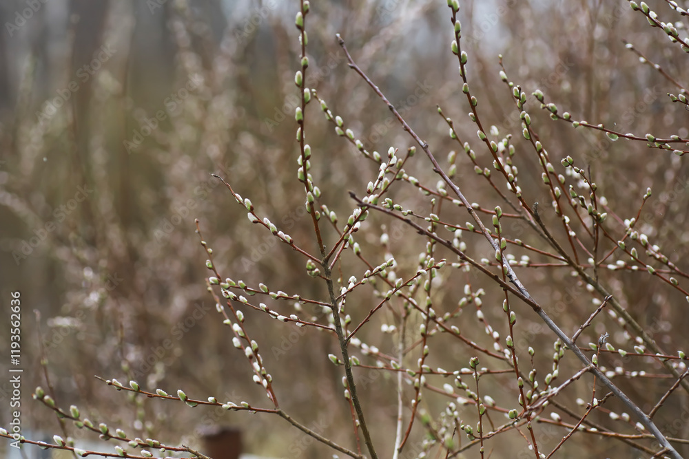 Early Spring Buds on Branches - Nature Awakening in Forest Early Spring Buds on Branches - Nature Awakening in Forest