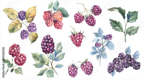 Watercolor set of blackberries isolated on white background