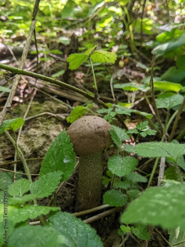 Картината върху платно Leccinum duriusculum mushroom in a summer mixed forest