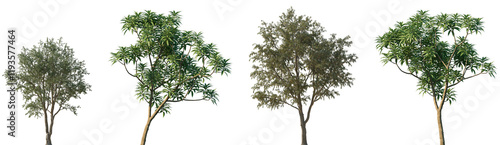 Set of 2 Gleditsia triacanthos and 2 Cinchona officinalis frontal set street trees isolated png on a transparent background perfectly cutout photo