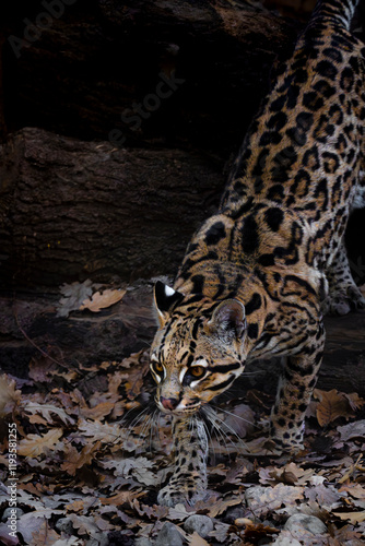 Ocelot che scende furtivo da un cumulo di legna