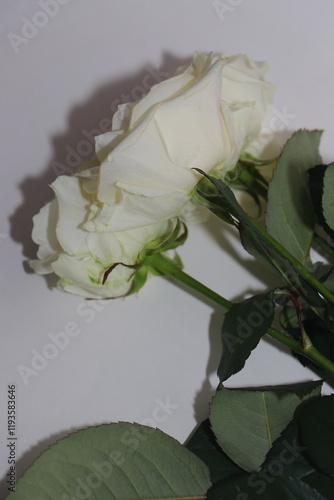 Red and white roses isolated on white background. Festive bouquet of fragrant roses. Gift for your beloved girl. Flowers that embody love photo