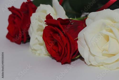 Red and white roses isolated on white background. Festive bouquet of fragrant roses. Gift for your beloved girl. Flowers that embody love photo