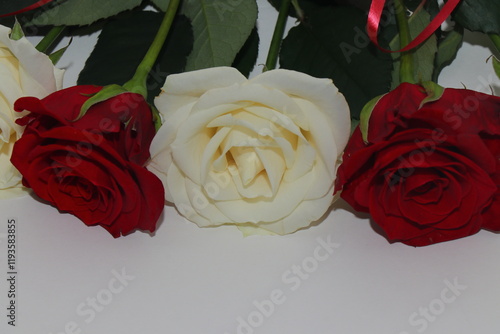 Red and white roses isolated on white background. Festive bouquet of fragrant roses. Gift for your beloved girl. Flowers that embody love photo