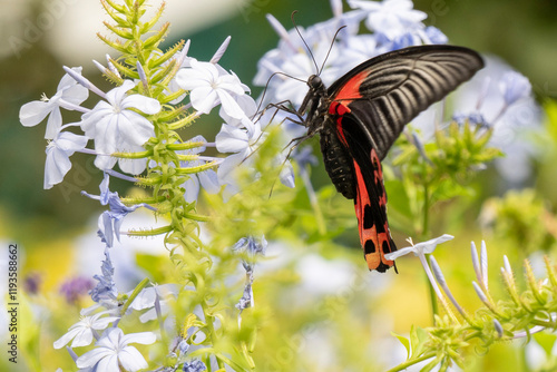 A Stunning Butterfly perched gracefully on Vibrant Flowers within Natures tender Embrace